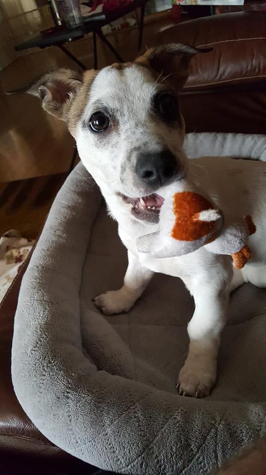 Readers pet photos